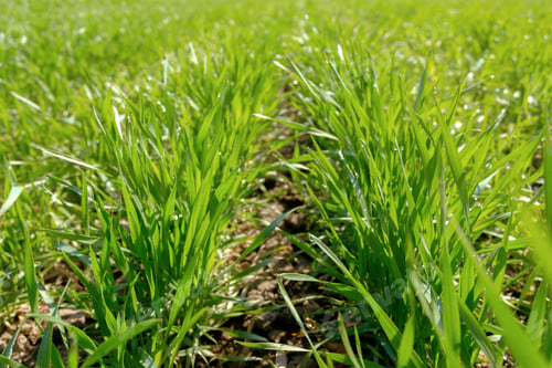 Preview: spring green field