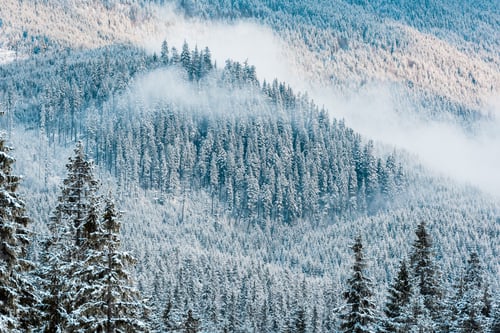 Preview: scenic view of snowy pine trees and white fluffy clouds in mountains