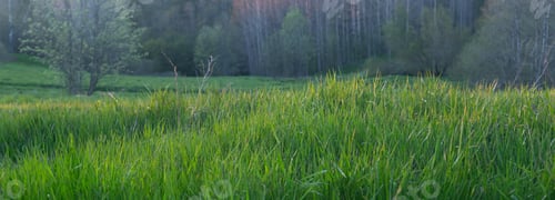 Preview: Panoramic of nature, in foreground green grass, backlit by sun, forest, trees.