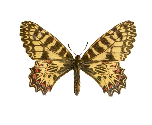 Preview: Southern festoon Butterfly (Zerynthia polyxena) isolated on a white background with clipping path.