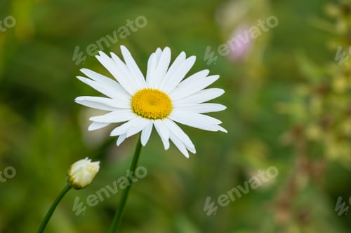Preview: Daisy - Marguerite