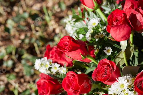 Preview: Close-up photo of fresh red roses with green leaves and chamomiles