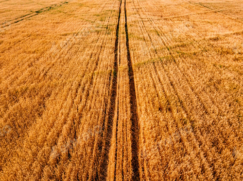 Preview: Aerial view of yellow wheat agricultural crops field, top view