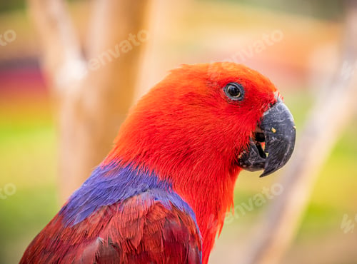 Preview: Closeup shot of red and blue parrot during daytime