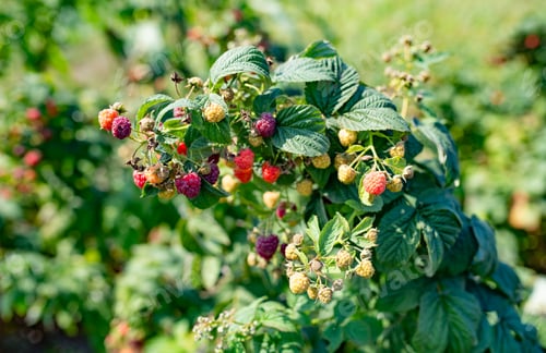 Preview: Green leaves and ripe raspberry berries ripen in orchard