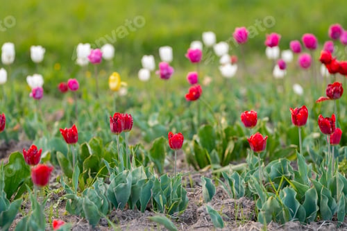 Preview: Beautiful red, white and pink tulips on a flowering field in the springtime. Selective focus