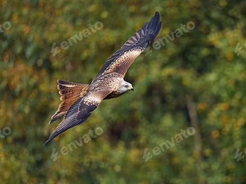 Preview: Red kite (Milvus milvus)