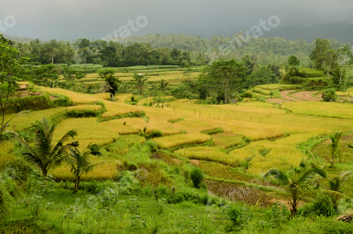 Preview: landscape of bali, indonesia