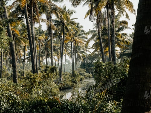 Preview: Serene river in a tropical forest surrounded by palm trees