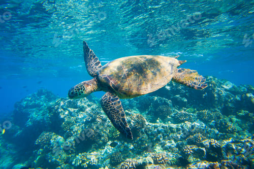 Preview: green sea turtle swimming in ocean sea