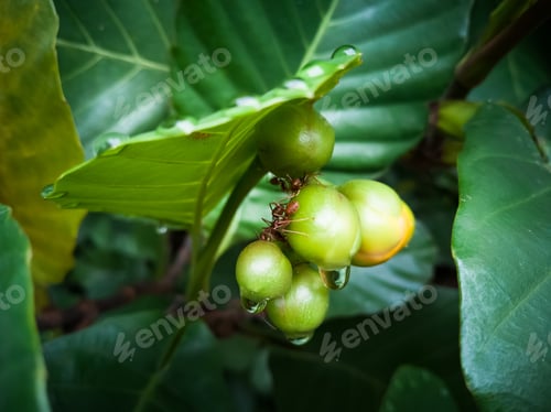 Preview: Red ants are looking for food on green fruits.