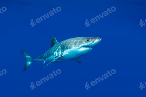 Preview: Great white shark