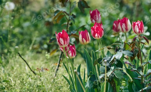 Preview: Red and white striped tulips blooming in a sunny spring garden.