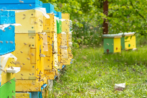 Preview: Swarms of bees returning to the hives during the summer honey harvest
