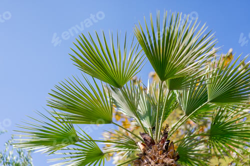 Preview: Close-up shot of leaves of a tropical palm tree branch blue sky and exotic trees