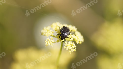 Preview: Bronzovka smelly with elongated legs perched on flower blooms