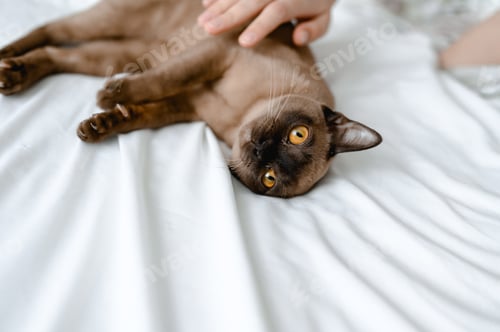 Preview: a brown burmese cat lies on a bed with white sheets. the owner pets the cat.