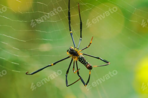 Preview: Golden Web Spider knit large fibers to trap insects