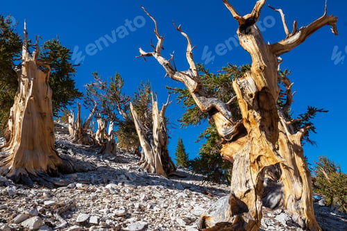 Preview: Ancient tree