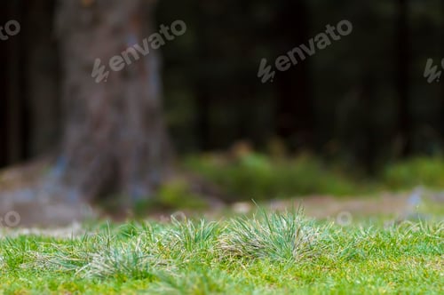 Preview: Green grass in dark forest shallow depth of field effect