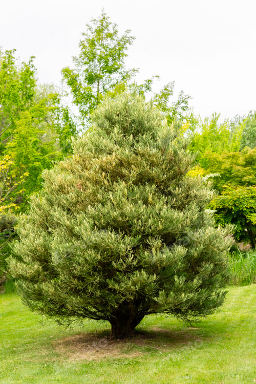 Preview: A robust evergreen tree stands proudly in a vibrant garden