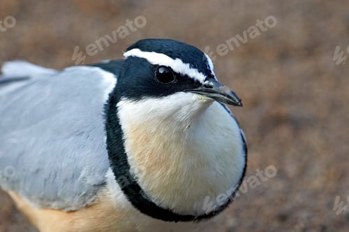 Preview: Egyptian plover (Pluvianus aegyptius)