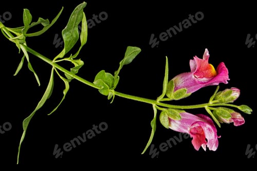Preview: Beautiful flowers of snapdragon, lat.Antirrhinum majus, isolated on black background