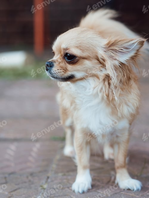 Preview: Light brown chihuahua posing in the backyard