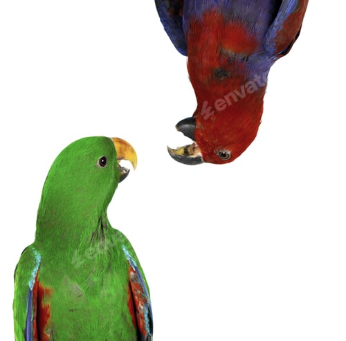 Preview: beautiful red and green macaw parrots