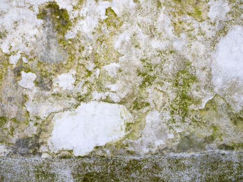 Preview: Moss growing on concrete floor