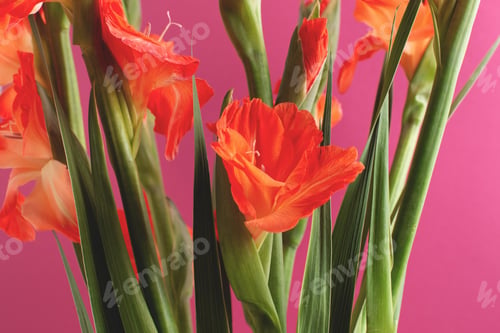 Preview: Closeup of red gladiolus flowers on crimson background.