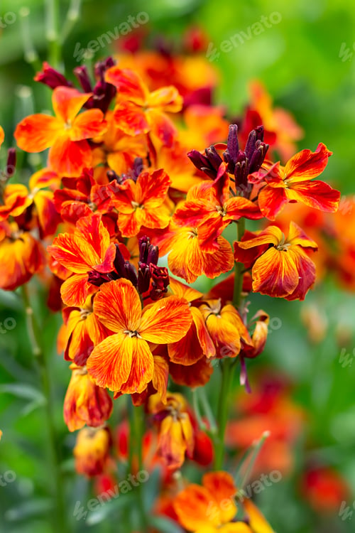 Preview: colored spring flowers