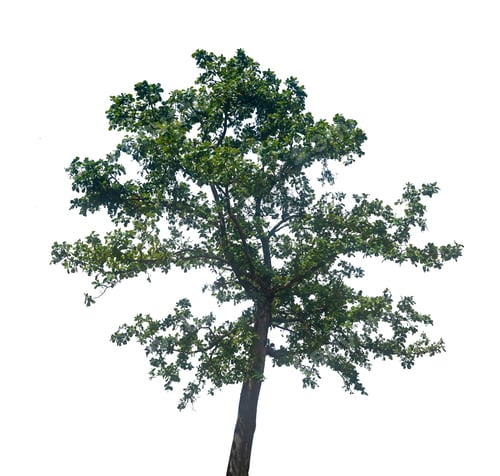 Preview: Green tree isolated on white background, clipping path