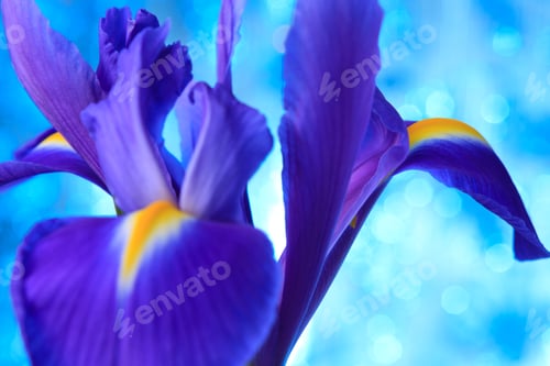 Preview: Beautiful blue iris flowers background