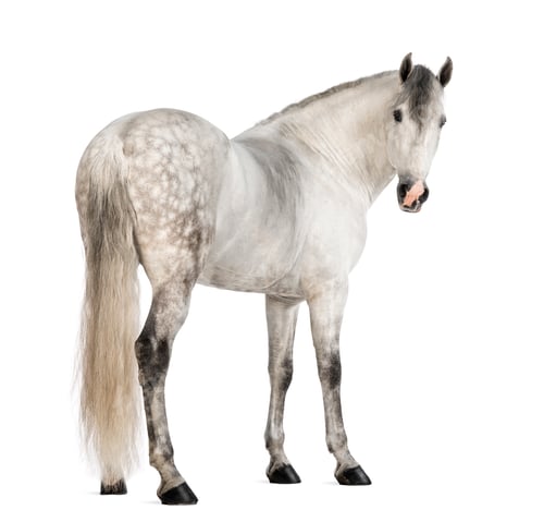 Preview: Rear view of a Male Andalusian, 7 years old, also known as the Pure Spanish Horse or PRE