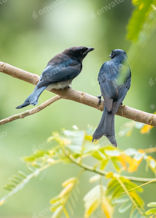 Preview: Fork-tailed drongo mother bird feeding its Juvenile drongo bird in a tree branch.