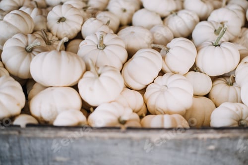 Preview: Mini white pumpkins