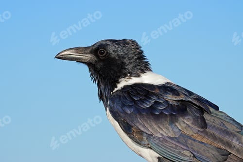 Preview: Pied crow portrait against a blue sky