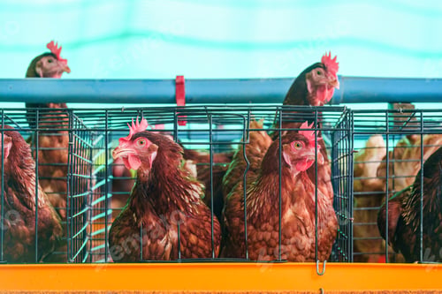 Preview: Chicken poultry farming for meat and eggs production in coop