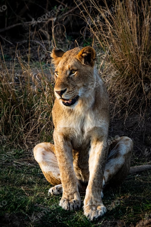 Preview: A lioness, Panthera leo, sits, looking out of frame