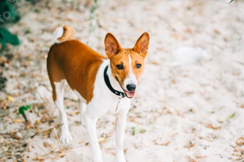 Preview: Basenji dog walking on sandy beach in sunny summer day