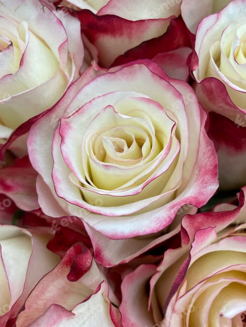 Preview: Roses