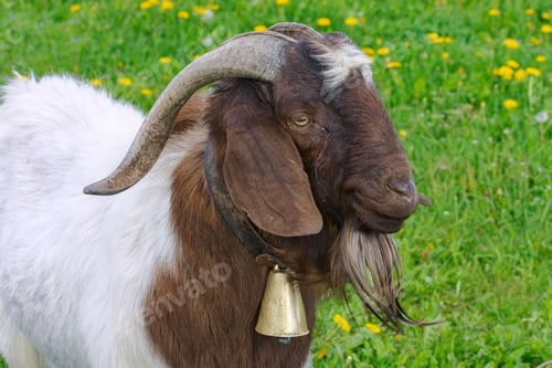 Preview: Closeup shot of a brown white goat with curved horns and a bell on its neck