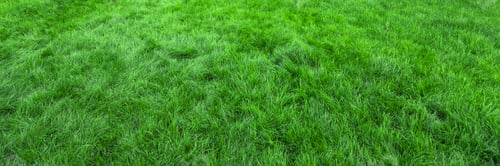 Preview: Green grass background