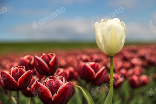 Preview: Selective focus shot of red and a white flower near each other