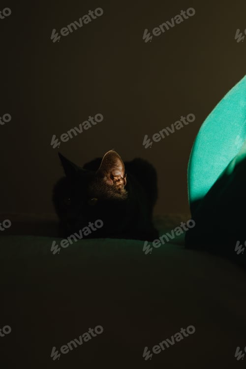 Preview: Cute cat under ray of light on a bed