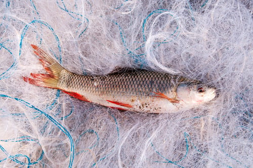 Preview: Fresh fish in a fishing nets.