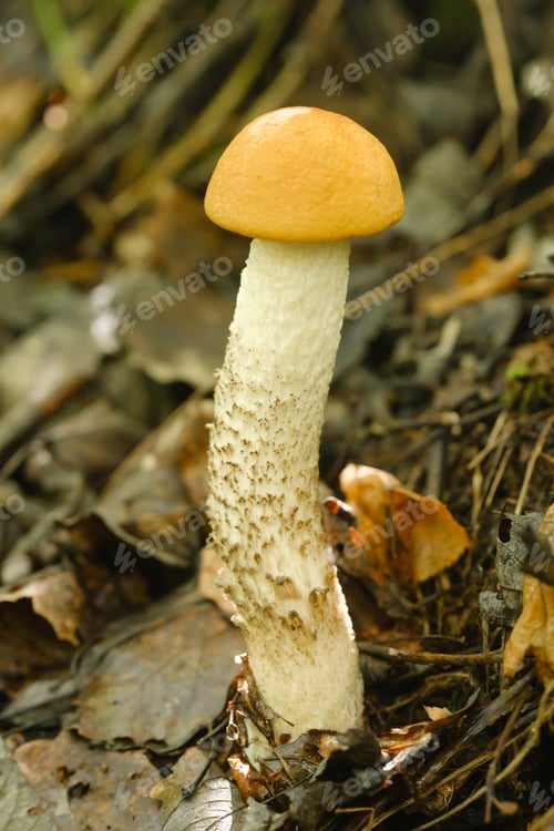 Preview: An edible aspen mushroom growing in the forest. Mushrooms in the forest. Mushroom picking