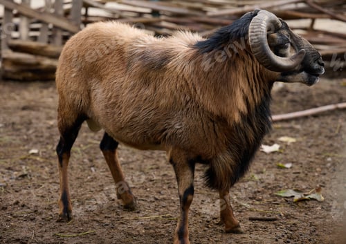 Preview: Adult brown cameroon sheep with roses outdoors