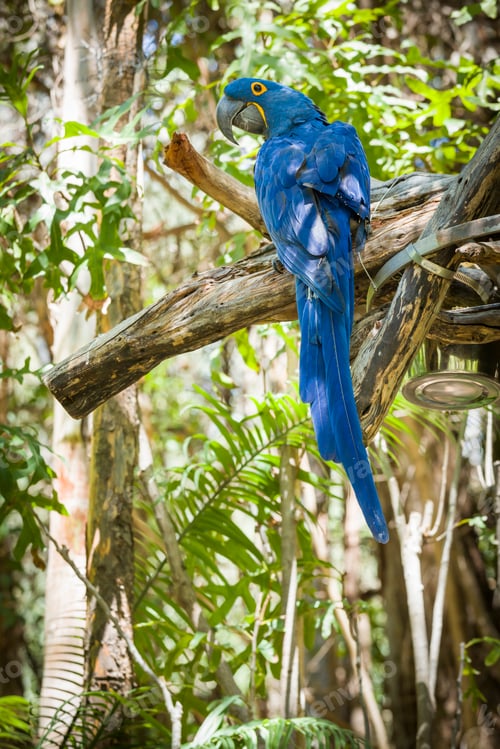 Preview: The Endangered Hyacinth Macaw of South America in the Jungle.